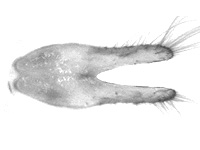 Rapala rosacea ♂ genitalia