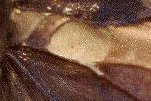 Rapala rosacea androconial patch