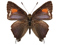 Rapala nissa nissa ♂ Up.