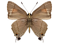 Rapala nissa nissa ♂ Un.