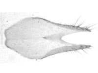 Rapala nissa nissa ♂ genitalia
