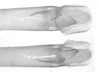 Rapala nissa nissa ♂ genitalia