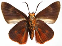 Burara oedipodea oedippodea ♂ Un.