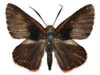 Burara oedipodea oedippodea ♂ Up.