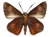 Burara oedipodea oedippodea ♂ Un.