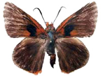 Burara tamamitsui ♂ Up.