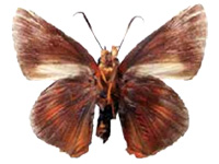 Burara tamamitsui ♂ Un.
