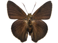 Hasora lizetta ♂ Up.