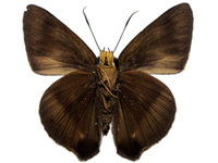 Hasora lizetta ♂ Un.
