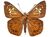 Capila lidderdali indochina ♂ Up.