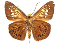Capila lidderdali indochina ♂ Un.