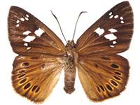 Capila lidderdali indochina ♀ Up.
