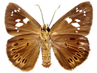 Capila lidderdali indochina ♀ Un.