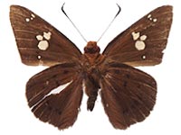 Capila phanaeus decoloris ♂ Un.