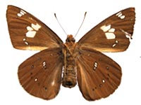 Capila phanaeus decoloris ♀ Un.