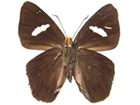 Capila pennicillatum kiyila ♂ Un.