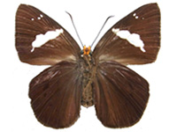 Capila pennicillatum kiyila ♀ Un.