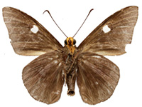 Capila jayadeva barroni ♂ Un.