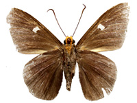 Capila jayadeva barroni ♂ Un.