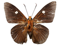 Capila jayadeva barroni ♂ Up.