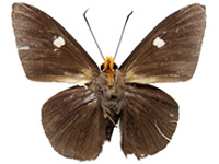 Capila jayadeva barroni ♂ Un.