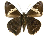 Lobocla bifasciatus ssp. ♂ Un.