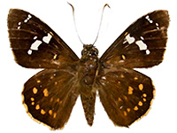 Celaenorrhinus pero lucifera ♂ Up.