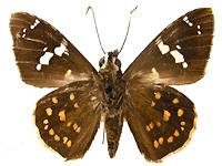 Celaenorrhinus pero lucifera ♂ Un.