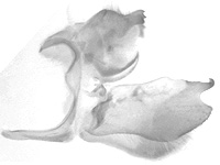 Celaenorrhinus motokii ♂ genitalia