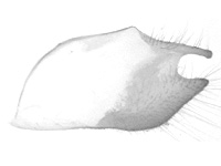 Celaenorrhinus patula ♂ genitalia