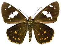 Celaenorrhinus victor ♀ Un.