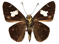 Celaenorrhinus asmara asmara ♂ Un.