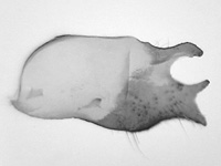 Celaenorrhinus dhanada dhanada ♂ genitalia