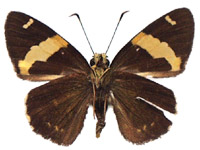 Celaenorrhinus affinis ♂ Un.