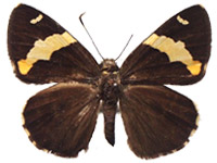 Celaenorrhinus affinis ♀ Up.