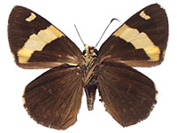 Celaenorrhinus affinis ♀ Un.