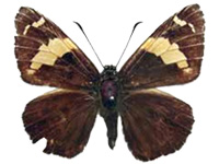Celaenorrhinus yokochii ♂ Up.