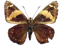 Celaenorrhinus yokochii ♂ Un.