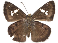 Coladenia agni sundae ♂ Un.