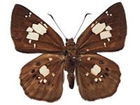 Coladenia pinsbukana occidentalis ♂ Up.