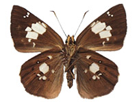 Coladenia pinsbukana occidentalis ♂ Un.