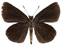 Astictopterus jama jama ♀ Un.