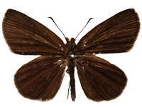 Astictopterus jama olivascens ♂ Up.