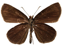 Astictopterus jama olivascens ♂ Un.