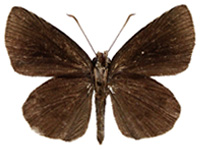 Astictopterus jama olivascens ♂ Un.