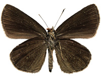 Astictopterus jama olivascens ♀ Un.