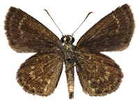 Aeromachus dubius impha ♂ Un.