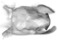 Aeromachus dubius impha ♂ genitalia