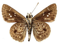 Halpemorpha albipectus ♂ Un.