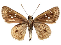 Halpemorpha albipectus ♀ Un.